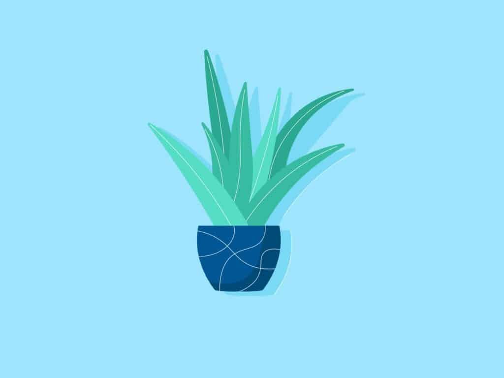 Illustrating how the Aloe Vera plant looks like